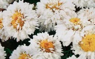 Белые хризантемы с желтыми центрами - Нижний Зефир
