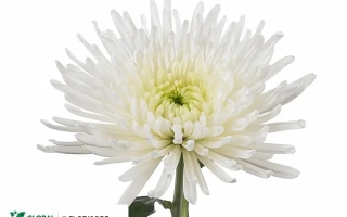 White chrysanthemum Oksana on white background