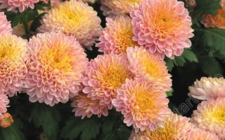Крупный план цветущих хризантем сорта 'Осенние Грёзы' с розово-желтыми лепестками. - ОСЕННИЕ ГРЕЗЫ