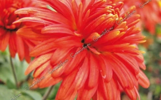 Красная хризантема сорта «Памяти Е.В. Кучерова»