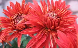 Красные хризантемы сорта Писня Полонини на фоне кирпичной стены