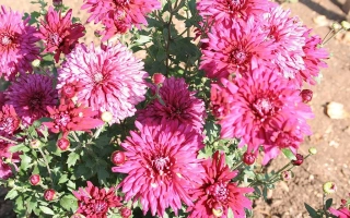 Крупный план розовых хризантем на фоне земли - ПОДАРОК УФИМЦАМ