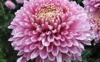 Princess Anna Pink / Princess Anna Rosy