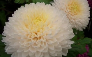 Yellow Princess Anna / Princess Anna żółta