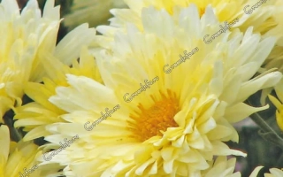 ПРОФЕССОР Л.М.АБРАМОВА