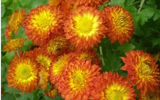 Крупный план оранжево-желтых хризантем сорта Прощальная краса на фоне зелени