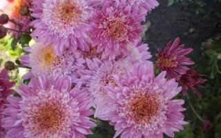 Розовые хризантемы на фоне зелени - Ранковий Мираж