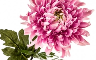 Рожева диадема