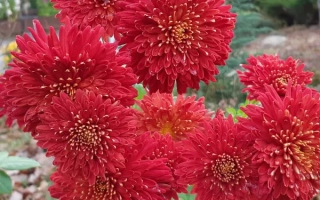 Шапка Мономаха