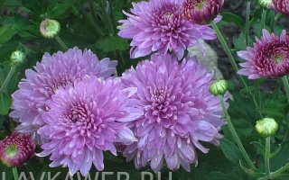 Сиреневое Чудо