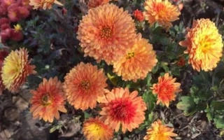 Желто-оранжевые хризантемы на фоне зелени - Скифское золото