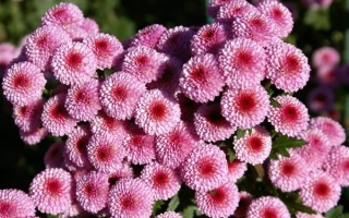 Розовые хризантемы на фоне зелени - СКИФСКИЙ ЩИТ