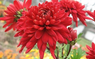 Смуглява красуня