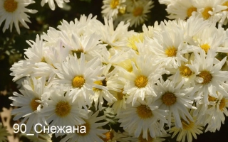 Белые хризантемы сорта Снежана на фоне зелени