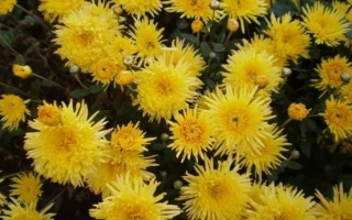 Солнечный Луч