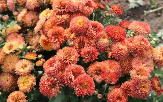 Close-up of orange-red chrysanthemums of the Sudarushka variety against a green background