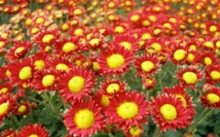 Поле красных хризантем с желтыми центрами - СУХОЦВЕТИК