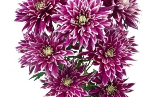 Close-up of a Taifun chrysanthemum flower with purple petals on a white background.