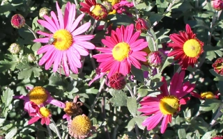 Цветы хризантемы сорта Татьяна на фоне зелени