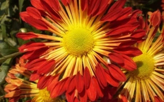 Украинский Серпанок