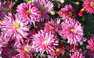 Розовые хризантемы на фоне зелени - УРАЛЬСКАЯ ОСЕНЬ