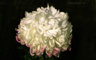 Белая хризантема с розовыми краями лепестков на темном фоне - ВОСТОЧНАЯ СЛАВЯНКА