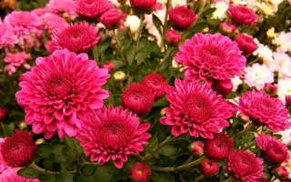 Крупный план ярко-розовых хризантем на фоне зелени и белых цветов. - ЗАСНИЖЕНА ФЕОФАНИЯ