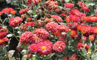 Журавлинка