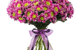 Букет хризантем сорта ЗВЕЗДА ЗАВЕТНАЯ