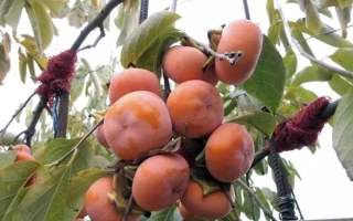 Спелые плоды хурмы на ветке - Чучупака