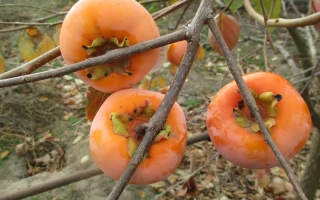 Спелые плоды хурмы на ветке - Колгоспниця