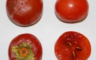 Красные плоды хурмы, один разрезан пополам, видны семена - НИКИТСКАЯ БОРДОВАЯ