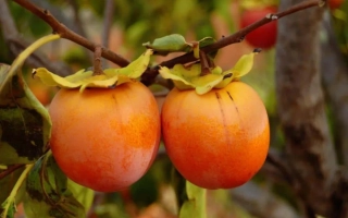 Свежие плоды хурмы на ветке - Россиянка