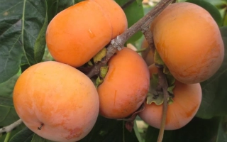 Спелые плоды хурмы на ветке - Ювилейна Косенка