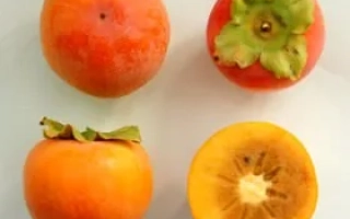 Четыре плода хурмы: целые и разрезанная пополам, на белом фоне - ЮЖНАЯ КРАСАВИЦА