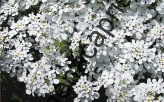 Снежный Ковер