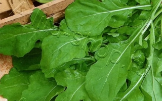 Пакет семян Чудесница для культуры Индау