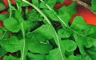 Пакет семян салата Кореянка