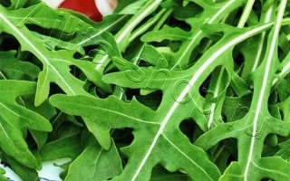 Пакет семян Индау Неаполитано с изображением зелени и логотипом Аэлита