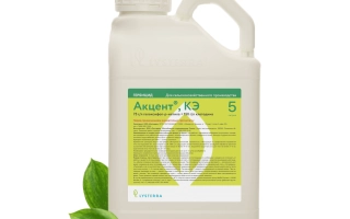 Бутылка с инсектицидом Акцент к.е. на зеленой этикетке