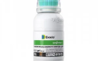 Енджіо 247 SС