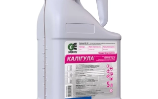 Калигула SС