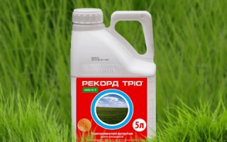 Рекорд-Трио