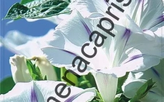 Белая Лебедь