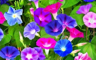 Райская Беседка Голубая