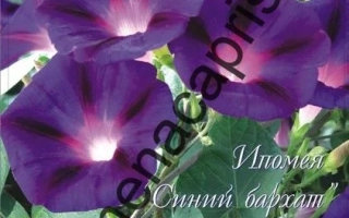 Синий Бархат