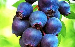 Звездная Ночь