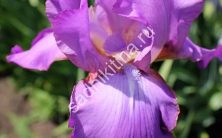 Аметист Внииссока