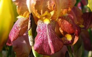 Крупный план цветка ириса с розово-фиолетовыми лепестками на фоне зелёных листьев. - Андрей Князев