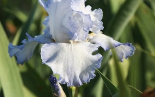 Цветок ириса на фоне зелени - БАЛЕТ